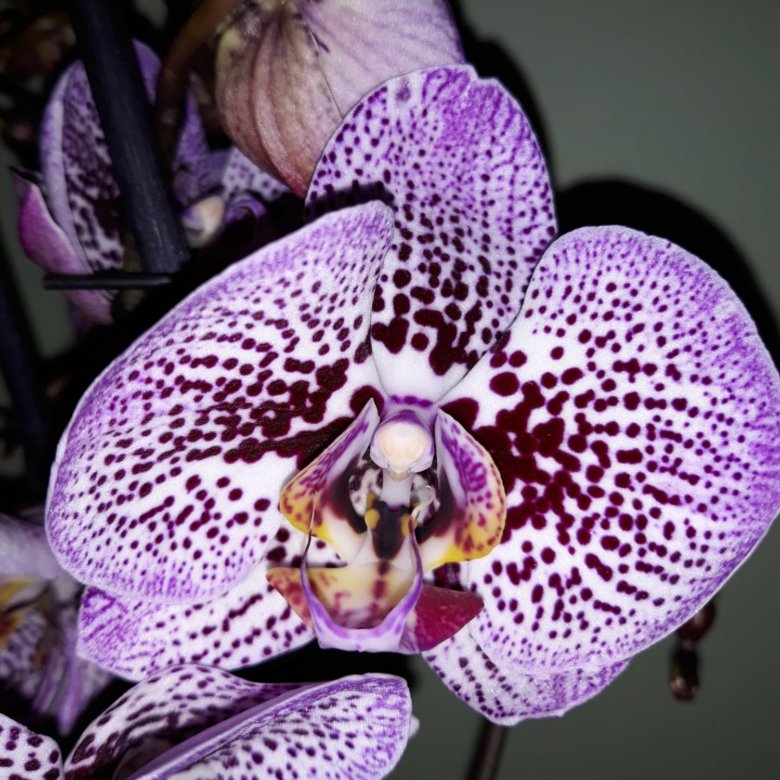 Орхидея фаленопсис – купить на Юле. 