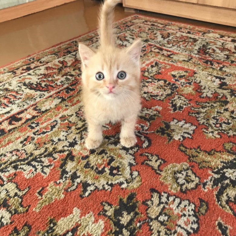 четыре лапы стерлитамак кошки в добрые руки. уфа щенки овчарки в добрые руки уфа. отдам котят в добрые руки станица вешенская. авито стерлитамак в добрые руки. авито стерлитамак в добрые руки.