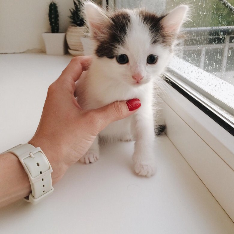 Купить Котенка В Саратове С Фото Авито