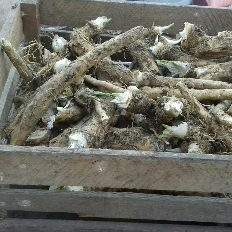 Какой Корень Продают В Магазине