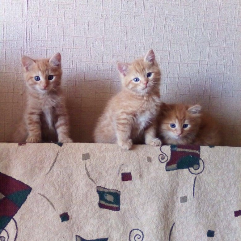 Авито тольятти животные кошки. Нужно больше котиков. Черный котенок саратов. Котята тольятти. Порода кошек тольятти.