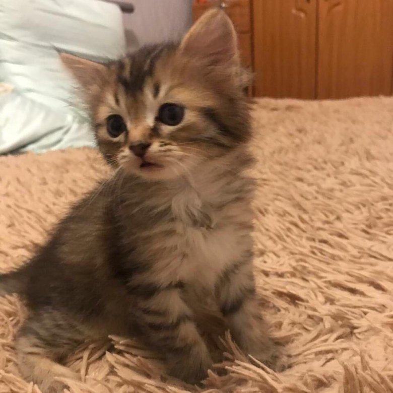 Недорогие котята. Кошки маленькие породистые. Котята которых продают. Котят которые продают. Продаются котята настоящие белые девочки.