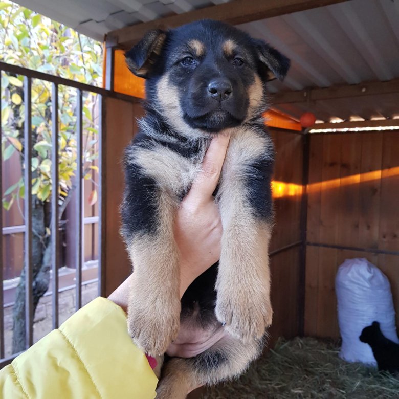 щенки помесь немецкой овчарки. помесь немецкой овчарки. щенок метис овчарки немецкой 2 мес. щенки помесь немецкой овчарки. метис овчарки.