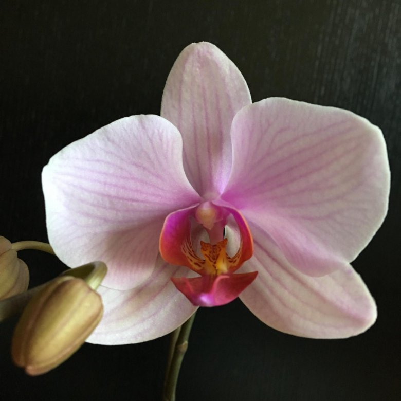 Фаленопсис тамара фото орхидея