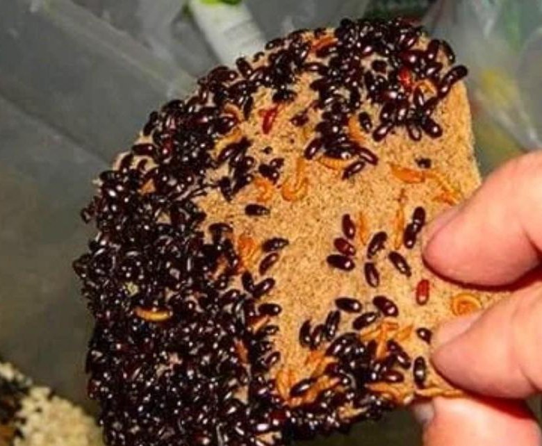 Effective Pest Control for Flour Beetles