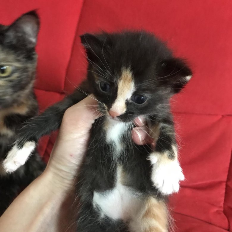 Котенок муха