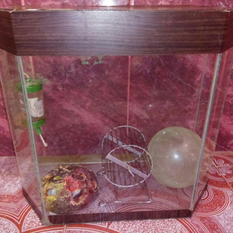 Аквариум для хомяков. Аквариум для хомяка. Террариум для хомяка стеклянный. Хомячок в аквариуме. Пластмассовый аквариум для хомяка.