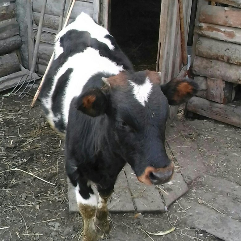 Бычек. Бычки домашние. Бычок домашний. Бычок обычный. Бычок трехлеток.