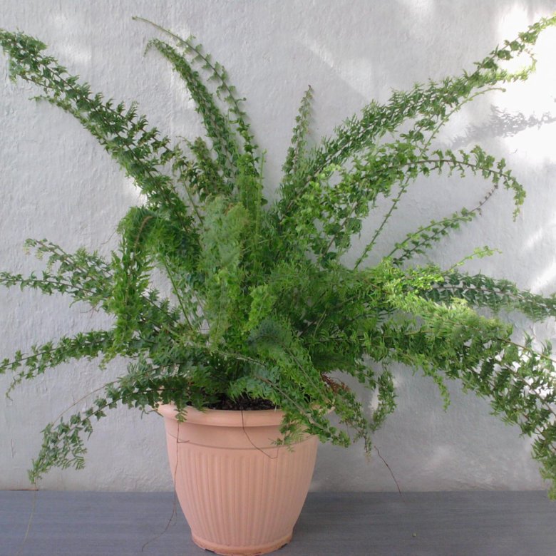 Кружевной папоротник домашний. Атриум папоротник. Папоротник нефролепис дассада. Папоротник ажурный. Нефролепис биссерата.