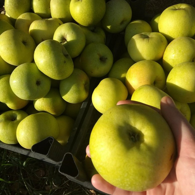 Купить яблоко недорого. Яблоко Самаринка. Зеленые Самарские яблоки. Продаю яблоки. Яблоки жёлтые на авито Омск.
