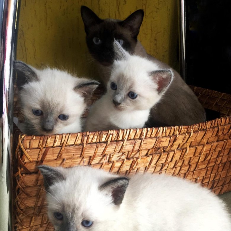 Авито Балаково Купить Котенка С Фото