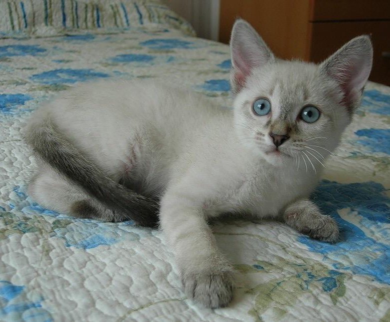Тайская кошка окрасы