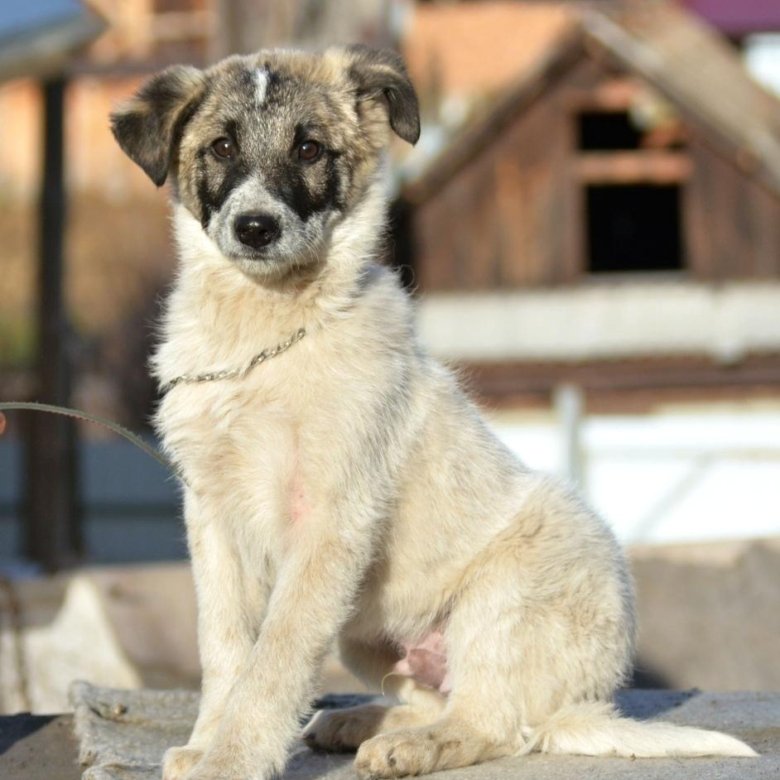 авито миасс собаки. щенки русского той терьера. отдам даром воронеж породистых собак. авито миасс собаки. село миасское собака порода маленький.