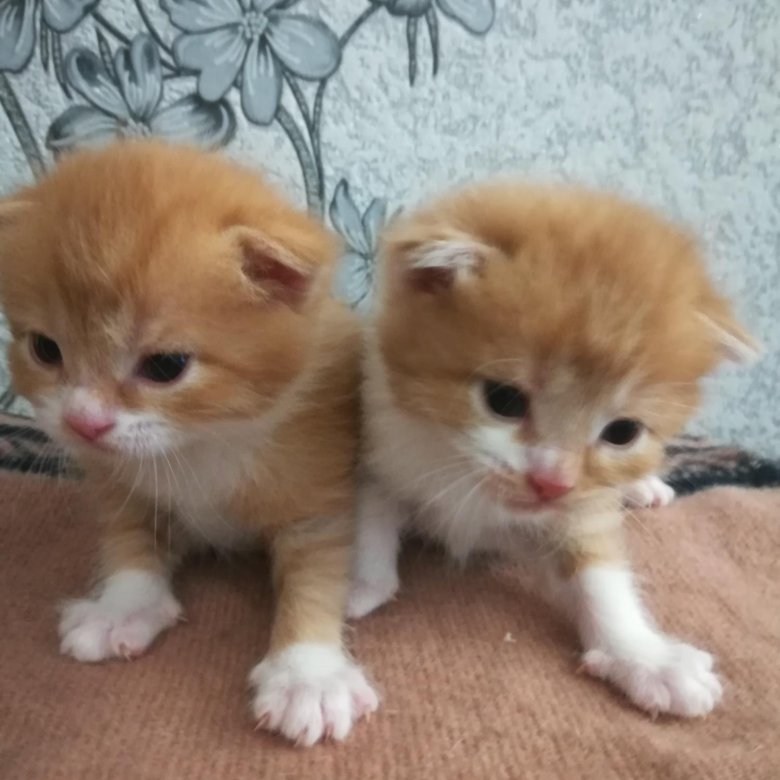 Купить Котенка В Саратове С Фото Авито