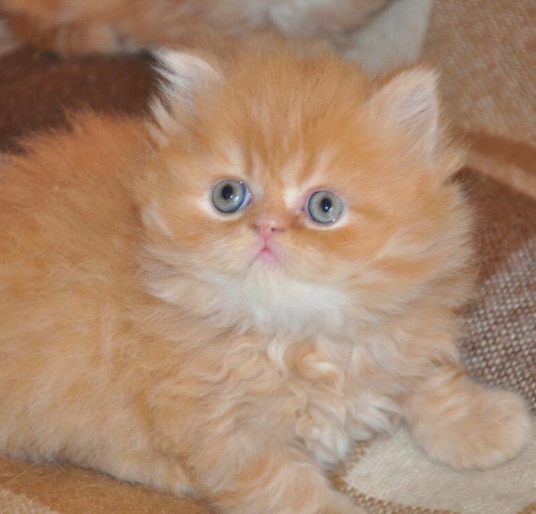 Кошку авито ру. Персидские котята. Рыжий персидский котенок. Рыжие персидские коты. Персидская шиншилла рыжая котенок.