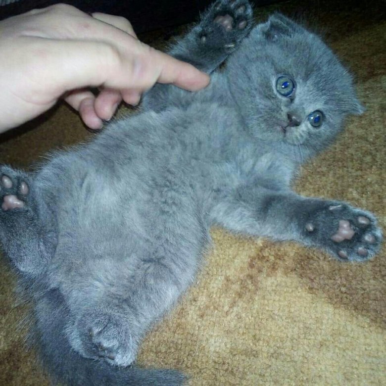 Купить Котенка В Саратове С Фото Авито