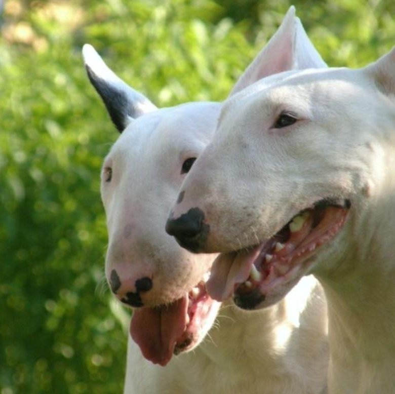 воспитанный бультерьер. щенок бультерьера и ребенок. бультерьер друг семьи и детей. тольтерьер. воспитанный бультерьер.