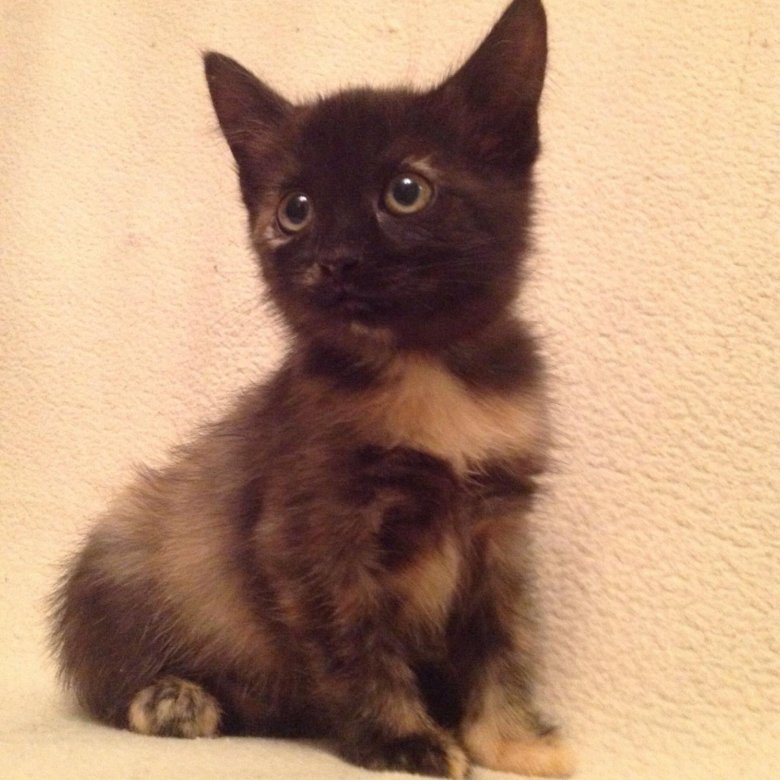 породистые котята в добрые руки бесплатно. породистые котята в добрые. собачата даром уфа. домодедово щенки в добрые руки. смесь пинчера и болонки.