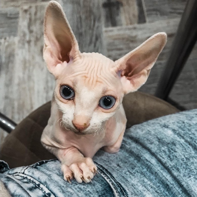 Сфинкс кошка купить