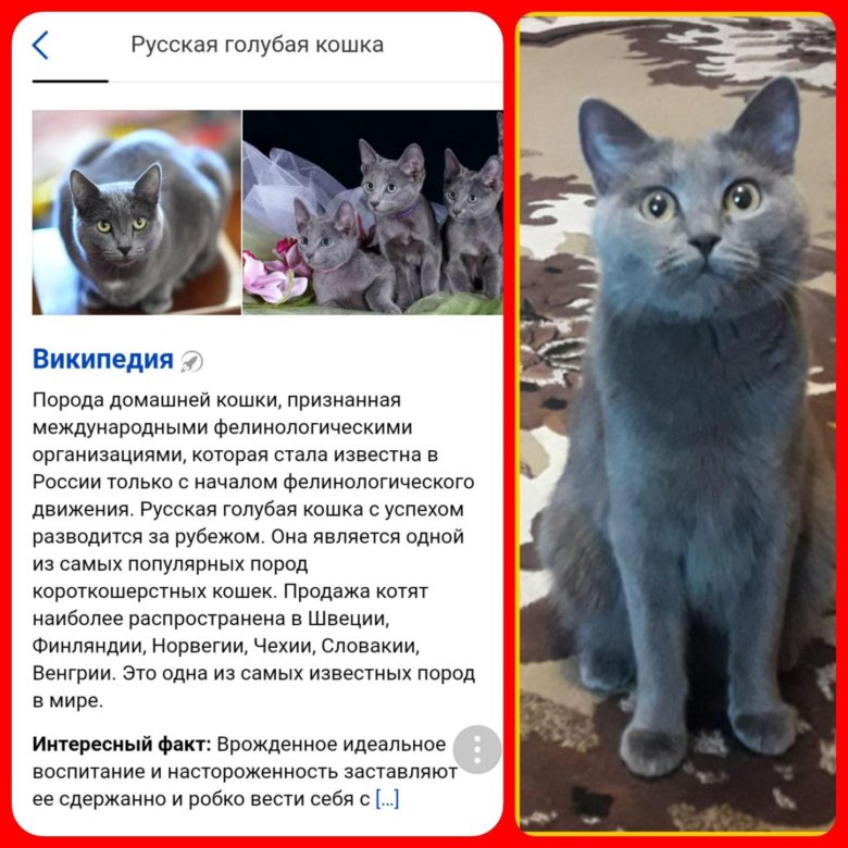 Объявление о продаже котят образец красиво