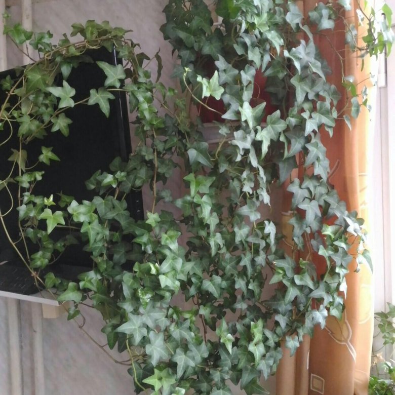 Хедера семена. Семена плюща. Семена садового плюща. Плющ хедера хеликс. Плющ обыкновенный семена.