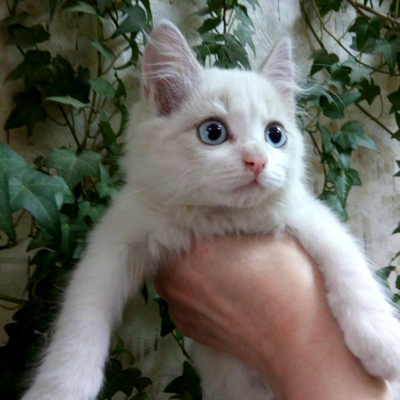 Авито иркутск котята. Котята в Иркутске белые. Котята Иркутск. Юла котята Иркутск.