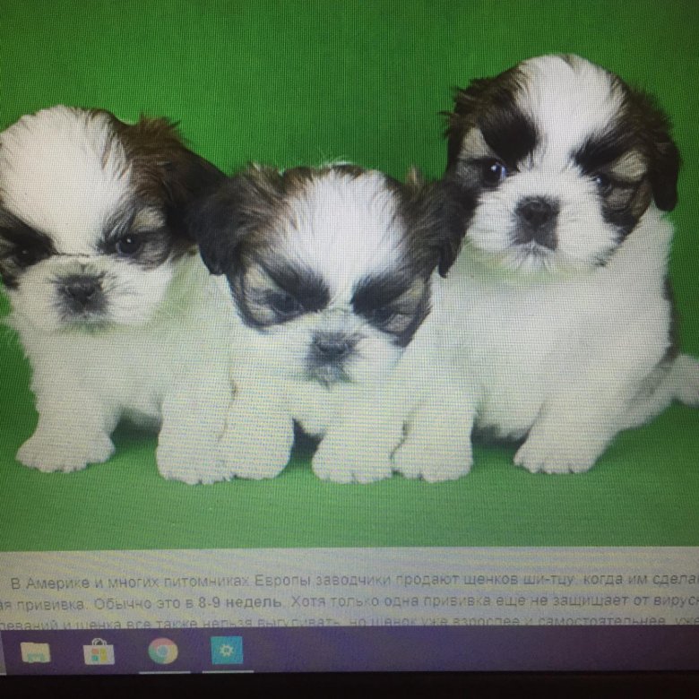 Ши тцу щенки 1 месяц. Ши тцу щенок 3 месяца. Казанова кобель ши тцу. Щенки ши тцу в месяц. Ши тцу щенок 1.