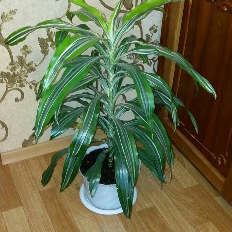 Лиственные Комнатные Растения Фото