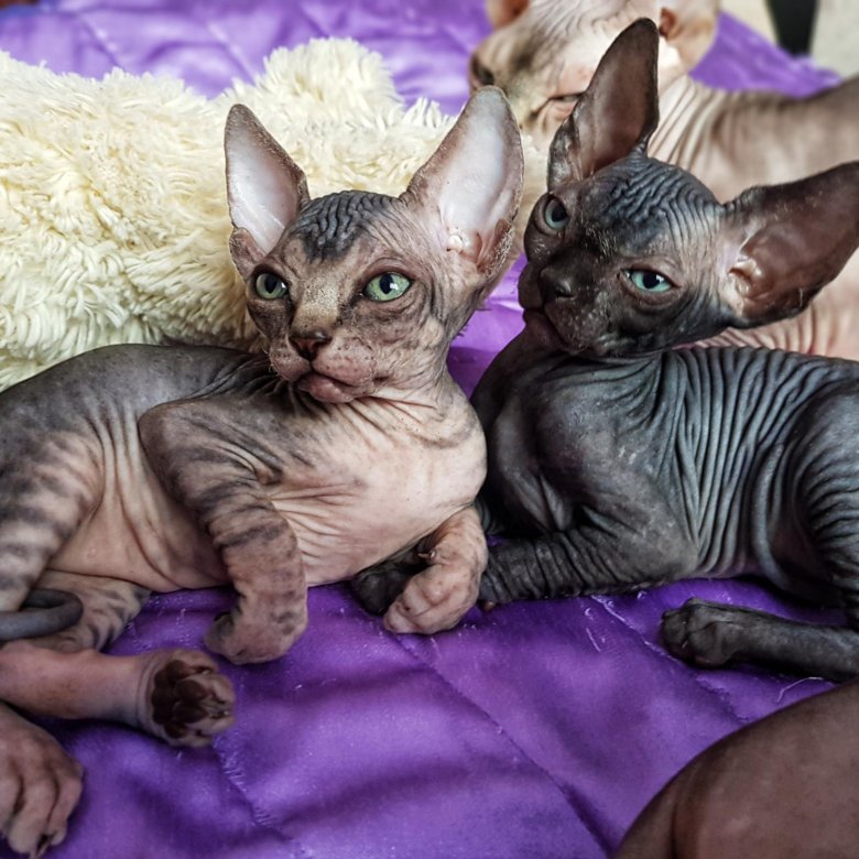 Сфинкс кошка сколько стоит