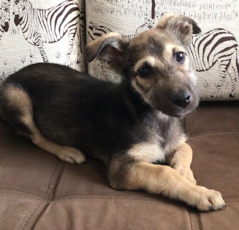 Собака на авито. Догпорт. Собака на авито. Щенки собак на авито. Авито собаки.