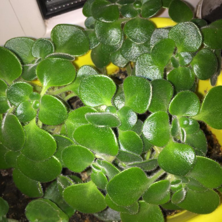 Аихризон Цветок Комнатный Фото Как Выглядит – Telegraph