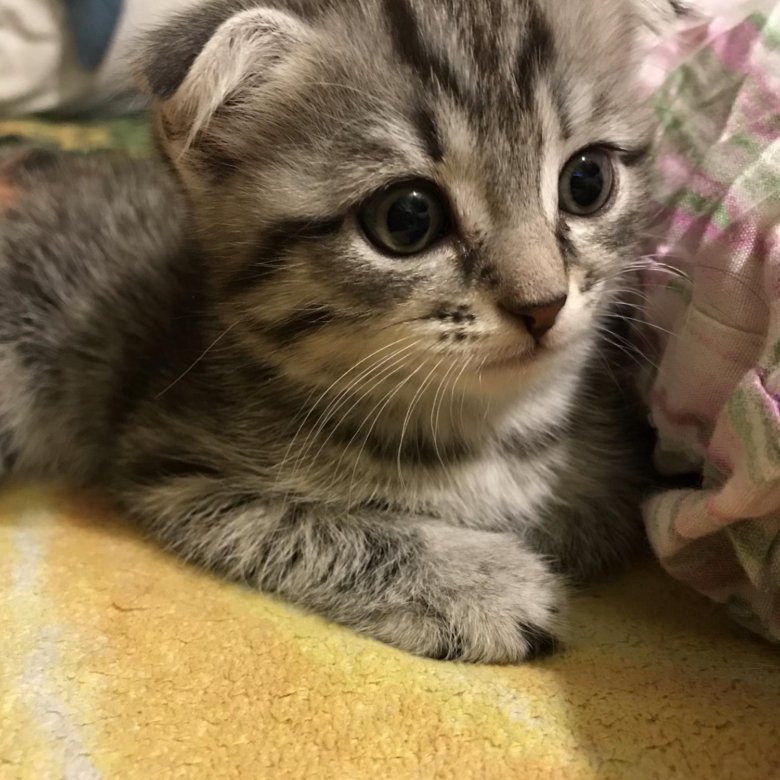 Вислоухий полосатый котенок