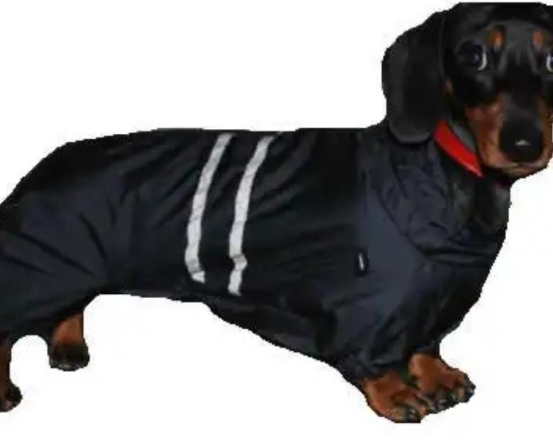 комбинезон для кроличьей таксы. комбинезон для таксы. зимний комбинезон для таксы девочки. комбинезон для таксы. комбинезон для таксы девочки с капюшоном.