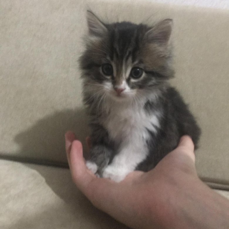 Авито липецк котята в добрые руки с фото