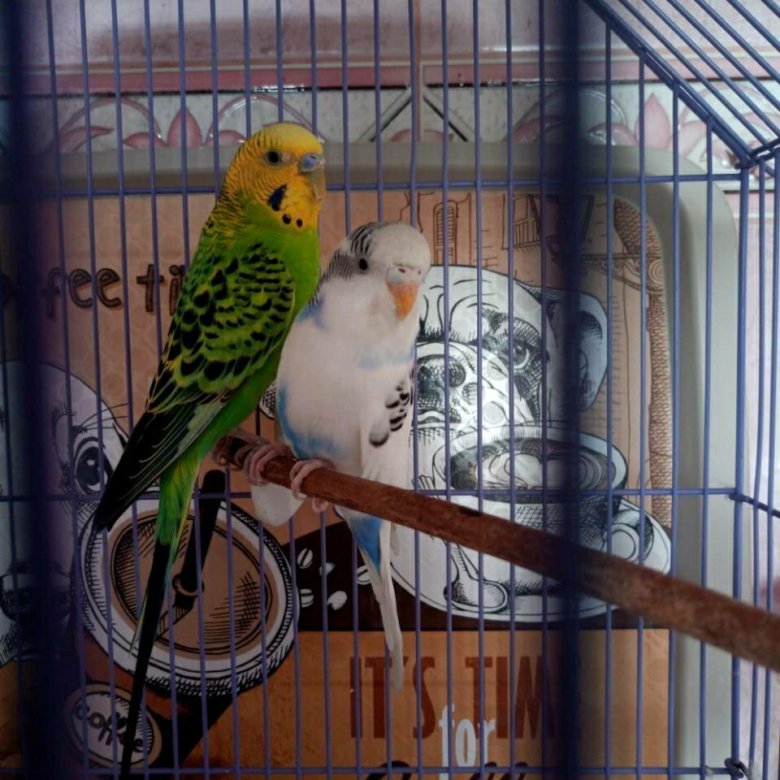 Питомник попугаев каик. Попугаи в зоомагазине. Волнистые попугаи в зоомагазине. Попугаи которые продают в магазине ашан. Ручной попугай.