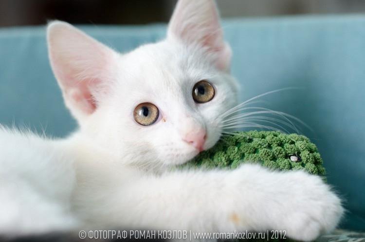 К чему снится много белых котят. Кот белый маленькие и много. Белая кошка с котятами. Котенок белый люли. Спящий белый котенок.