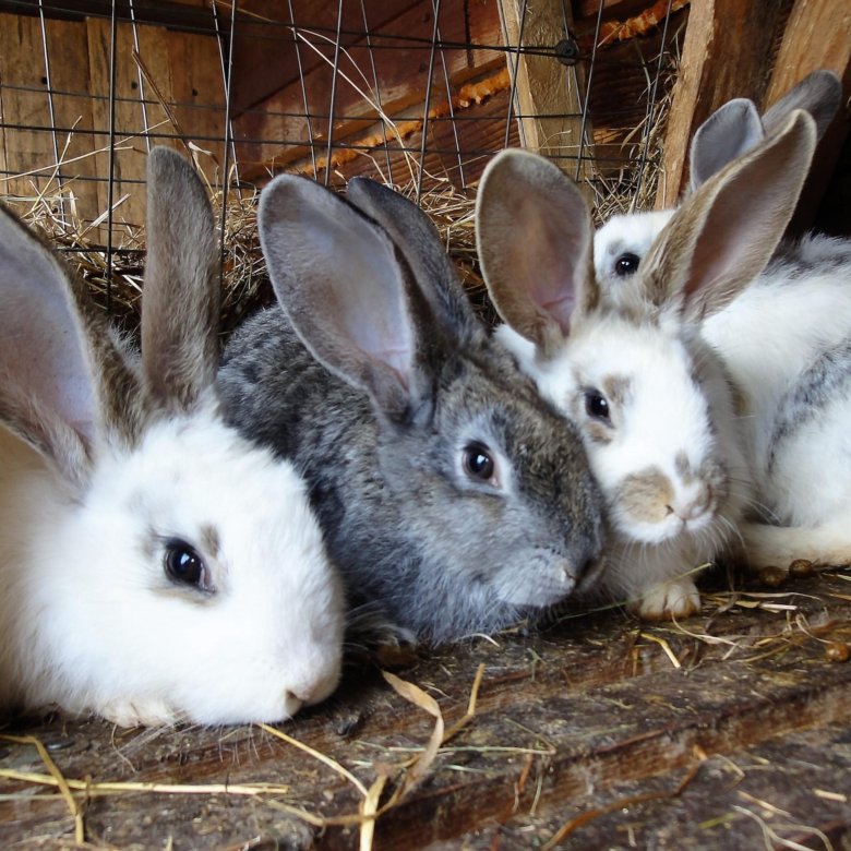 В питомнике живет несколько кроликов разного цвета. Кролики породы бельгийский великан. Кролик Фландр. Кролики великаны породы бабочка. Кролик породы рекс.