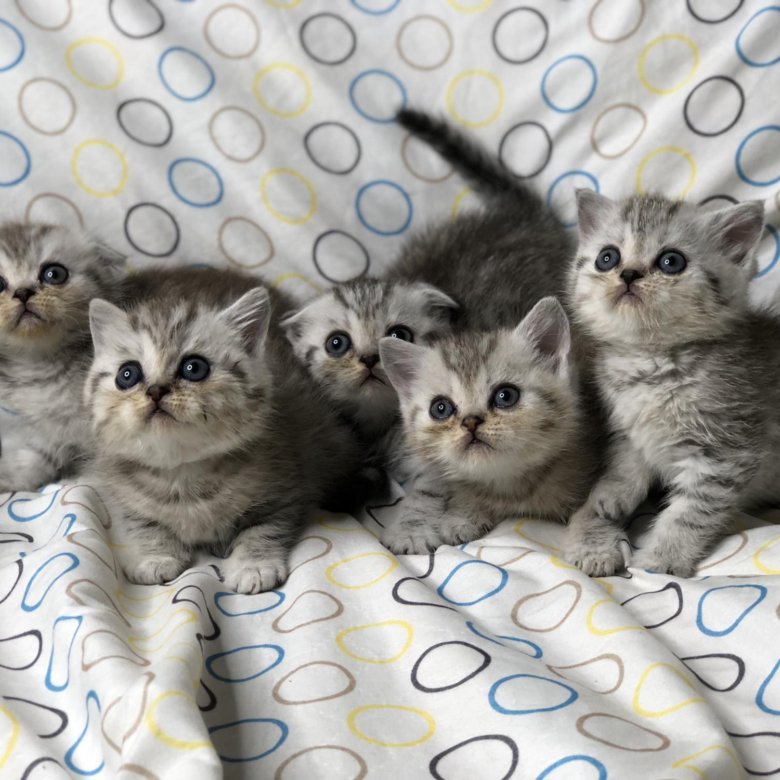Серебристая Шотландская Кошка Фото