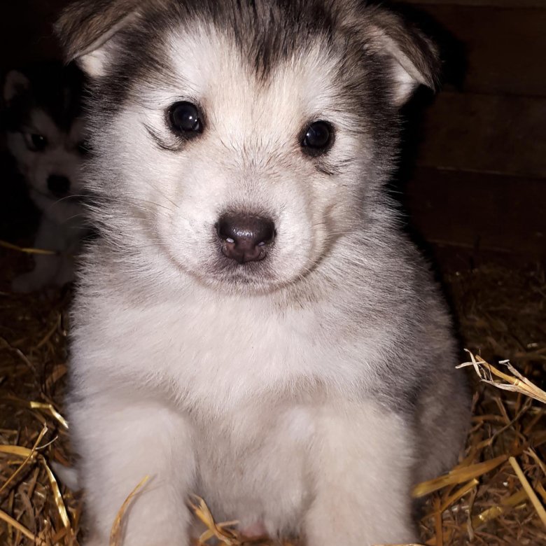 авито шадринск животные