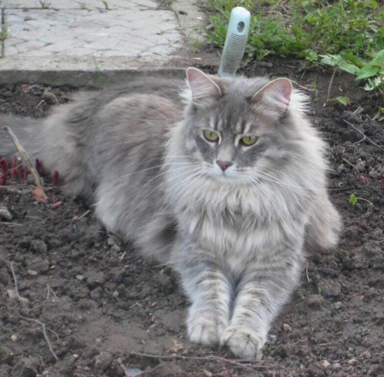 Сибирская кошка серая