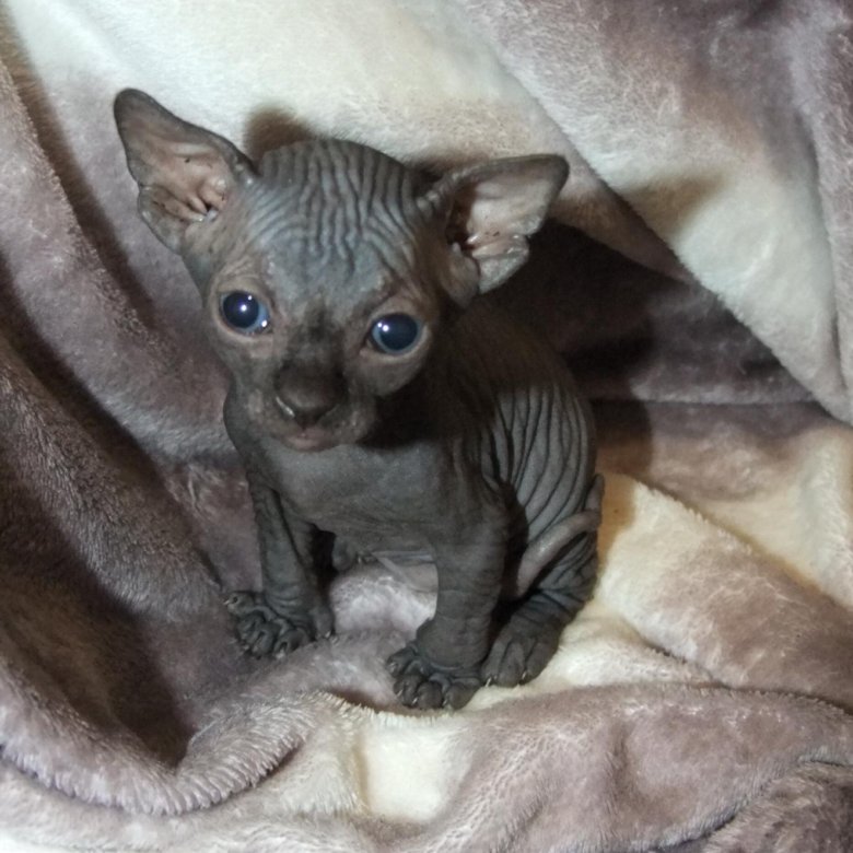 Сфинкс объявления. Прическа сфинкс фото. Сфинкс породы бамбино. Сфинкс браш. Сфинкс объявления.