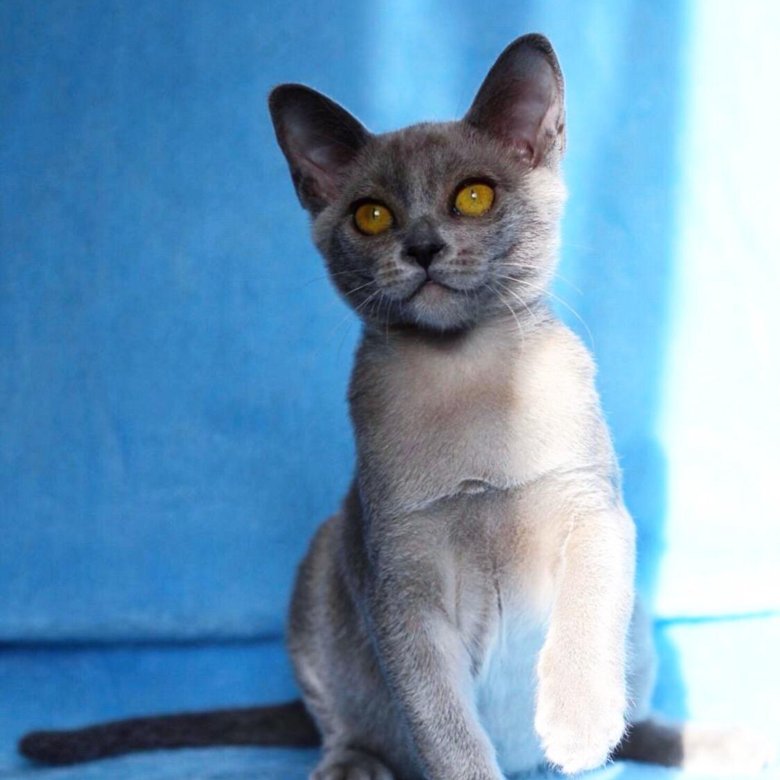 Голубая бурма. Кот Бурма голубой. Бурма голубого окраса. Бурманский кот голубого окраса. Фото Бурмы голубого окраса.