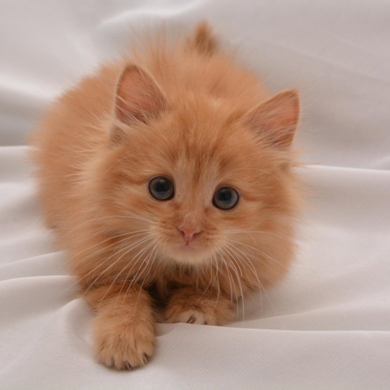 Кошки маленькие. Рыжий сибирский котенок 1 месяц. Недорогие рыжие котята. Рыжий кот авито. Обычный рыжий котенок.
