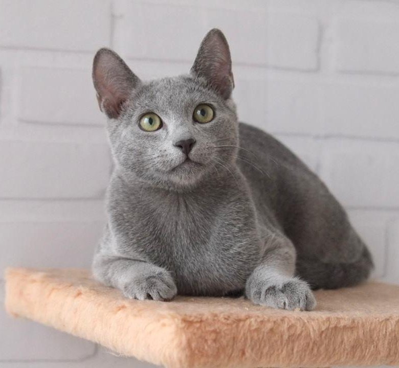 Купить голубую русскую кошку