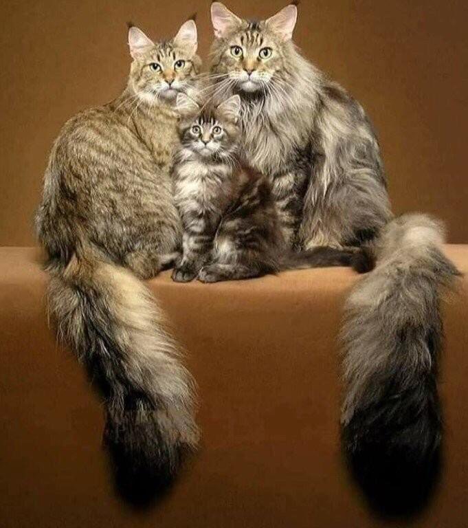 Кошки мейн кун фото