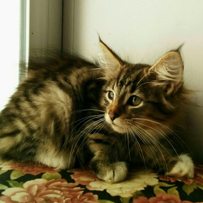 Авито Купить Норвежская Лесная Кошка Фото