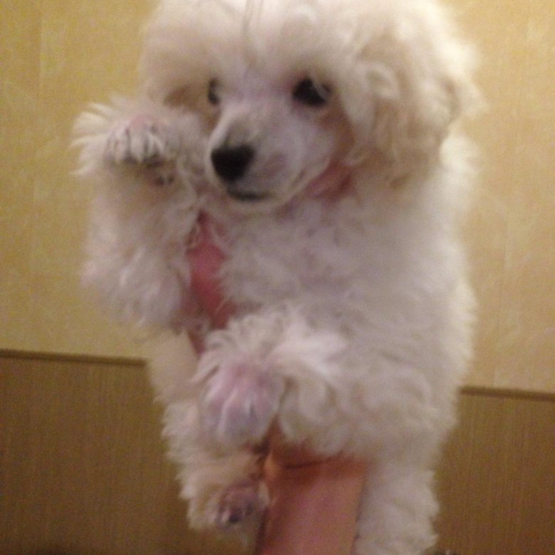 пудель малый питомник. щенки пуделя малого. той пудель. украина,щенки пуделя карликового. карликовый пудель золотой.