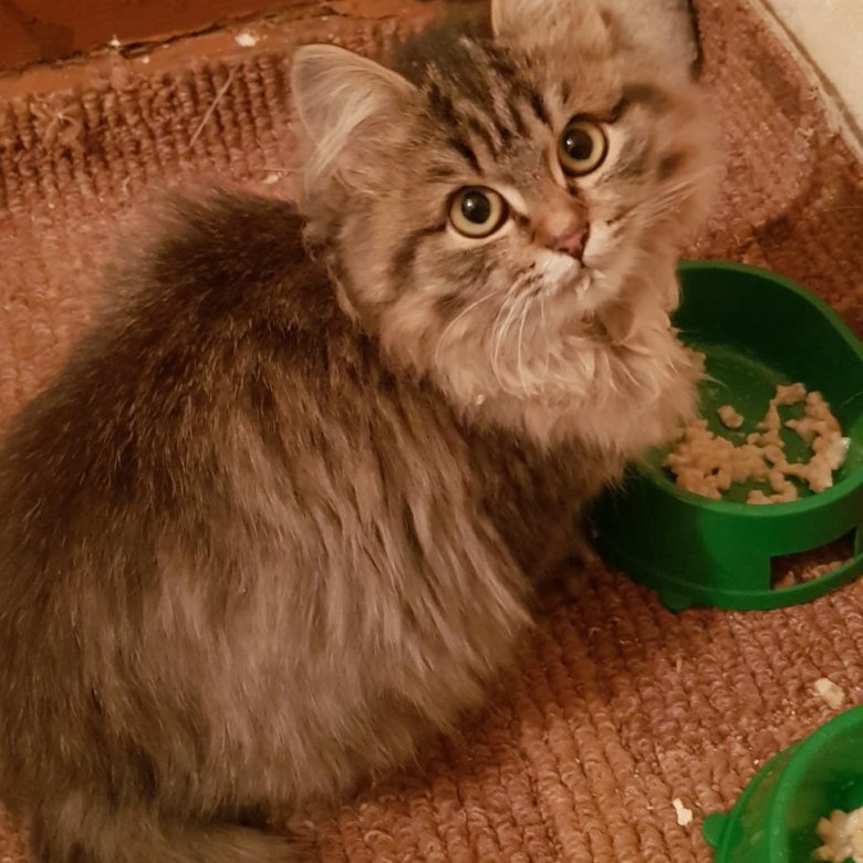 Кошка сургут. Авито сургут животное в добрые руки. Возьму котенка сургут. Кошка сургут. Котята сургут.