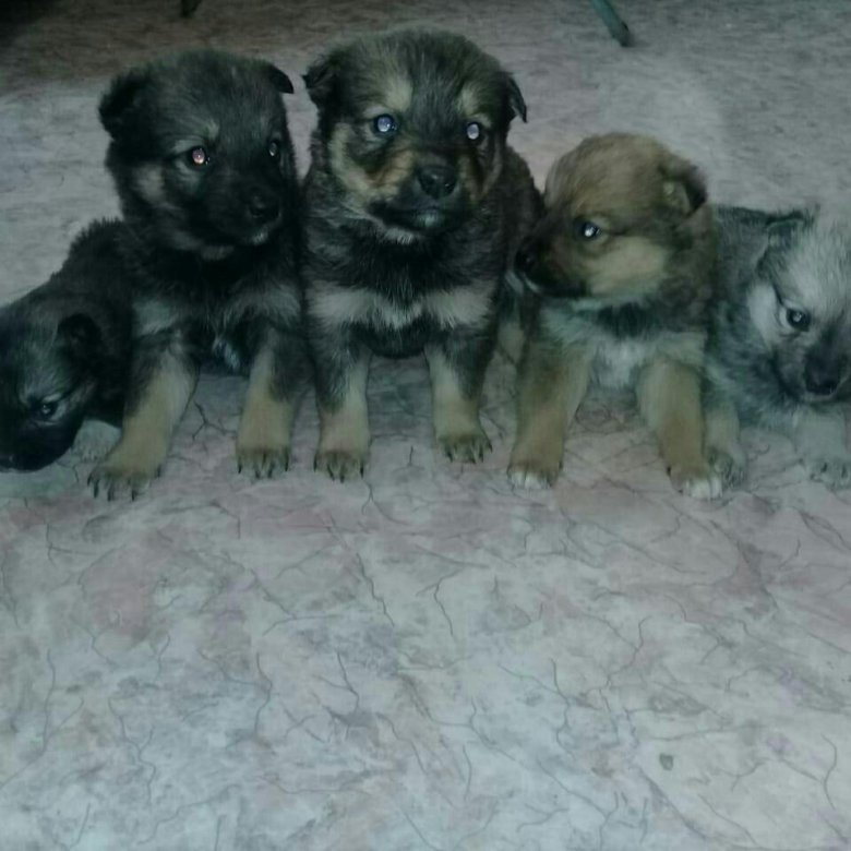 Продам отдам щенка. Отдам животных в хорошие руки г гурьевск. Дворняжка щенок зима. Продам отдам щенка. Щенок дворняжки 2 месяца.