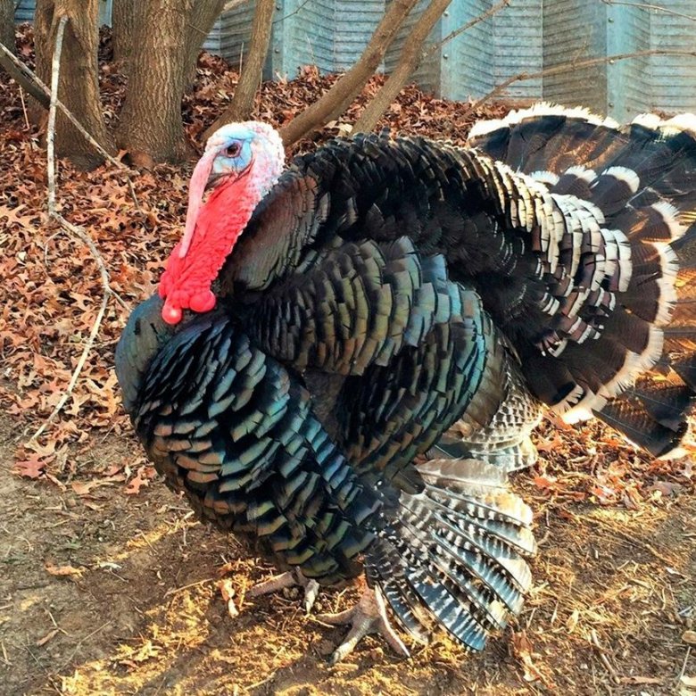Секреты разведения индюков от нашего дедушки Animals, Chickens